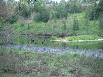 Bend hosted a reedbed biofilter trial on the anabranch in 2007.
